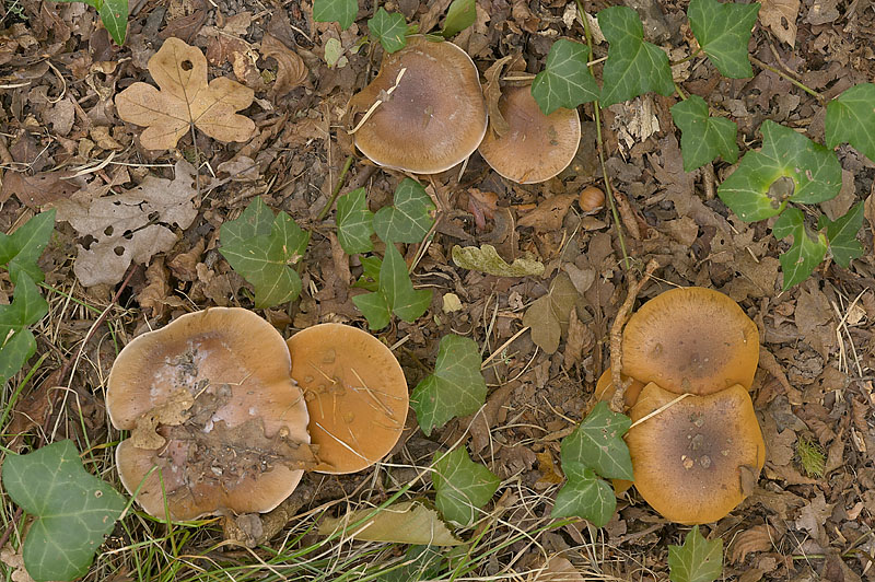 Cortinarius (subgenus Phlegmacium) collocandoides
